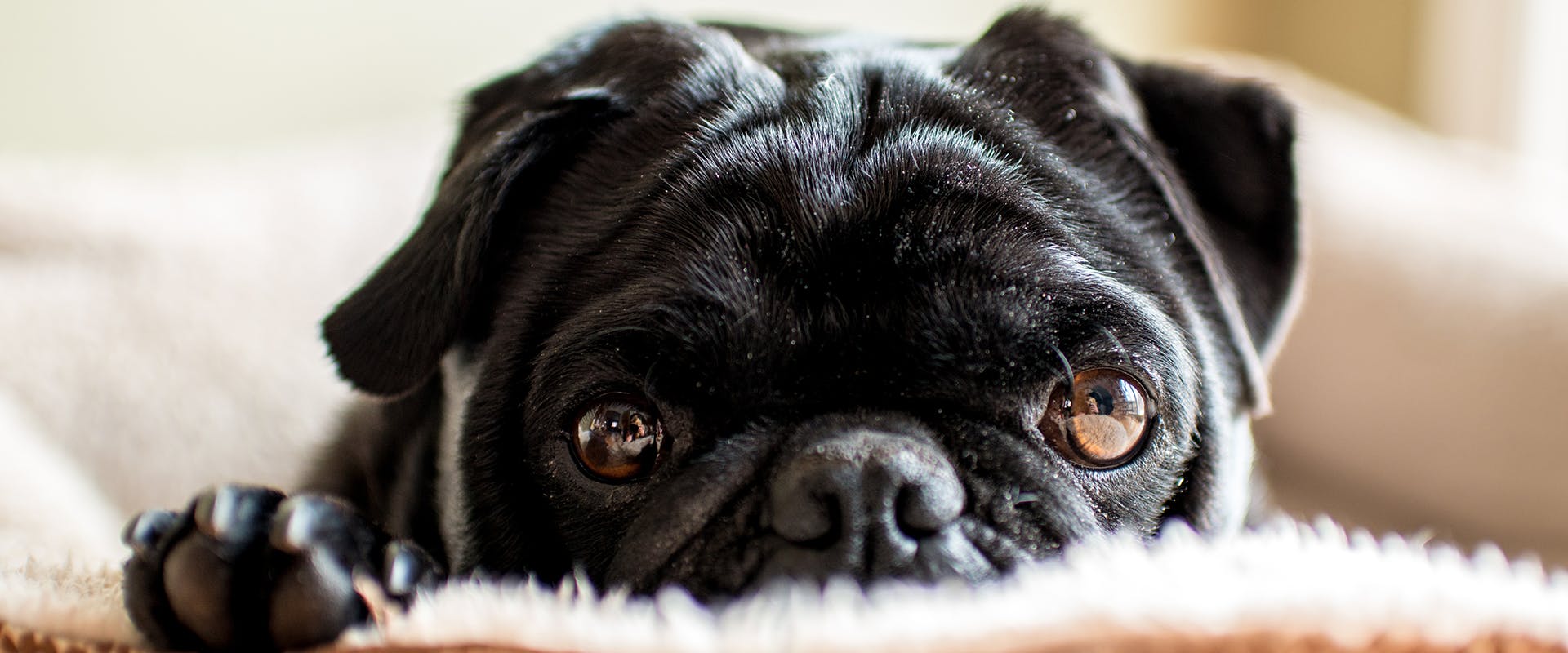 Cute black pug deals names